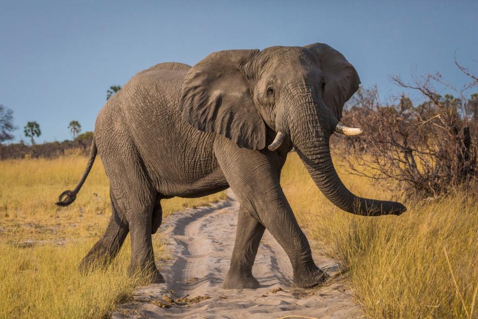 elephant.jpg 5