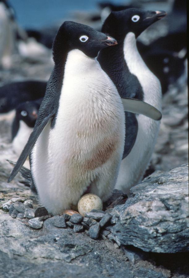 penguin.jpg 9