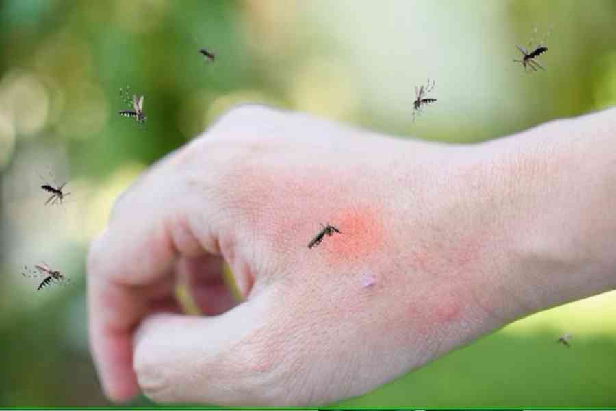 Mosquitos.jpg 2