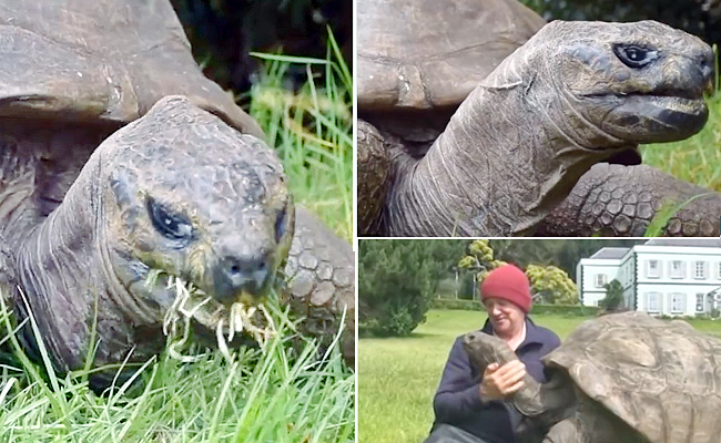 tortise.jpg