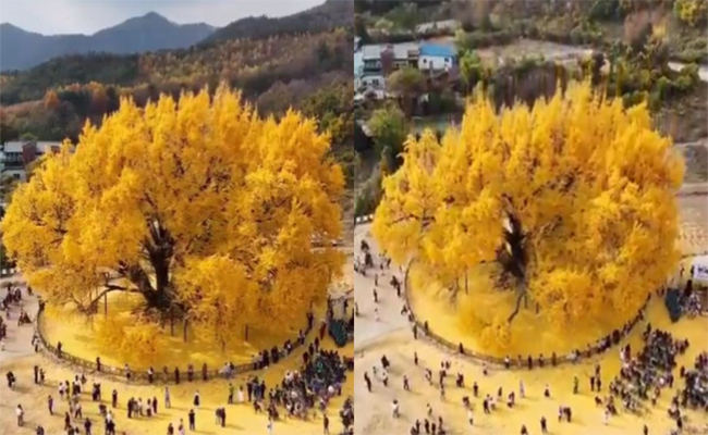 Tree.jpg