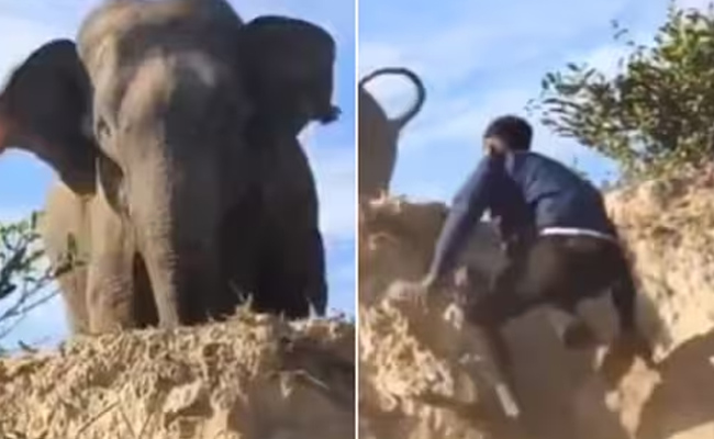 elephant.jpg