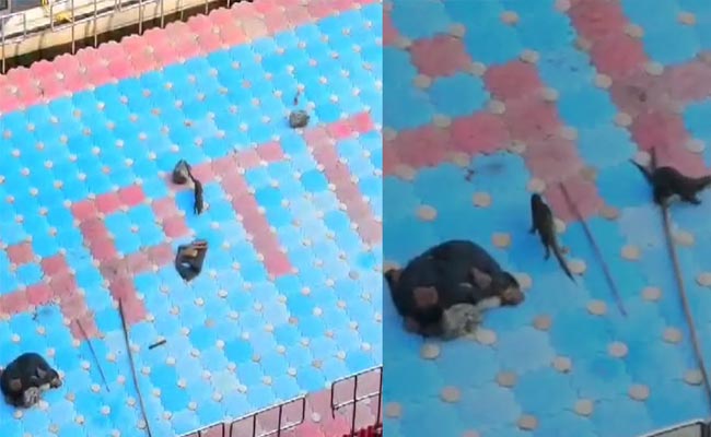 water-dogs.jpg