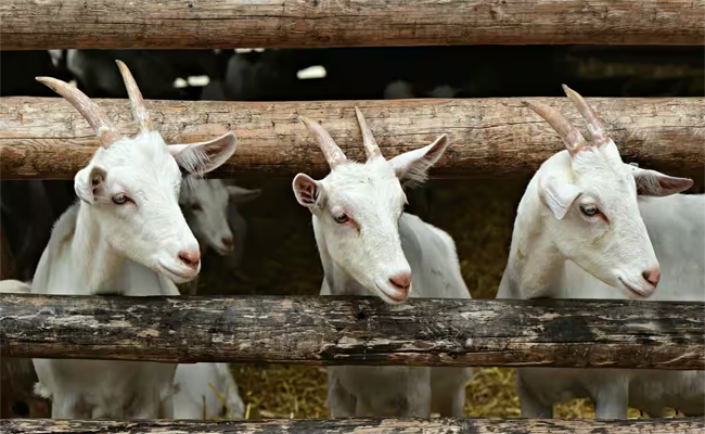 Goats.jpg