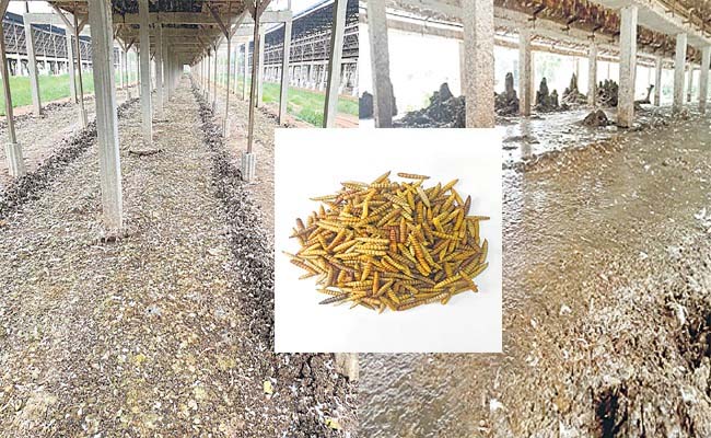 Poultry_20Farm.jpg