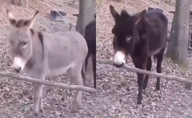 donkey.jpg