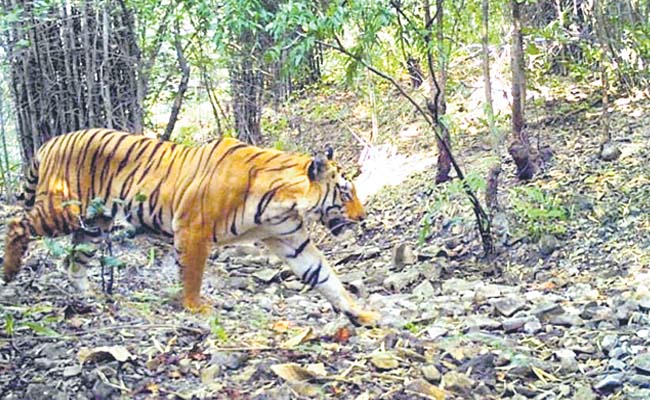 tiger.jpg