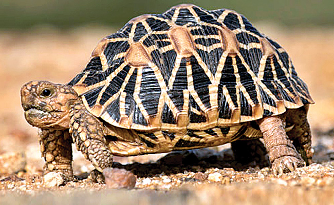 Tortoise.jpg 4