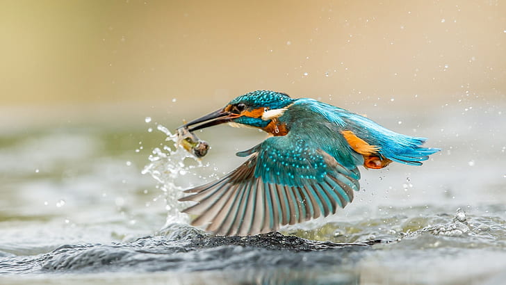 kingfisher-catching-fish.jpg 7