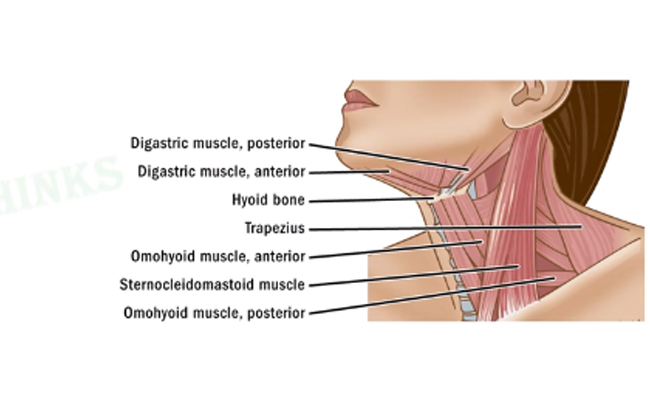 neck.jpg 9
