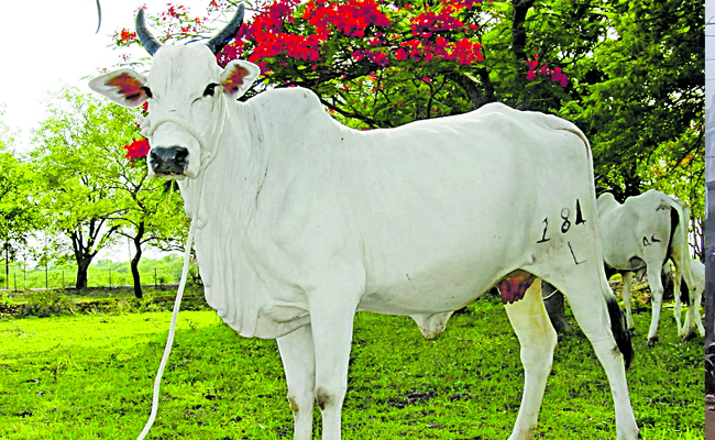cow.jpg