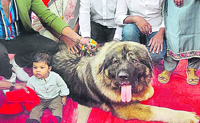 dog.jpg
