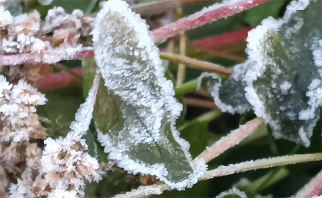 cold.jpg