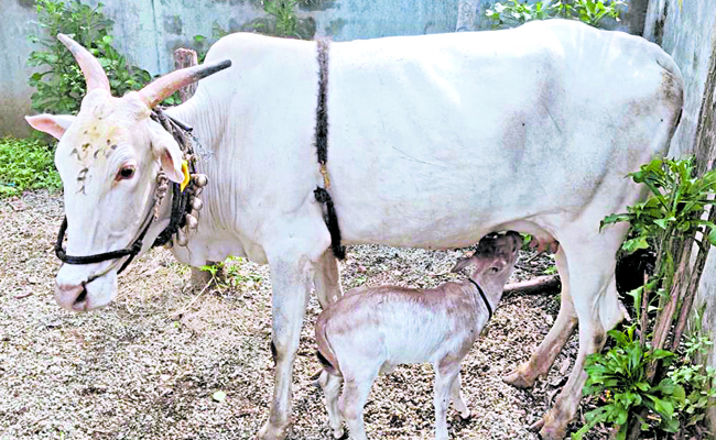 cow.jpg
