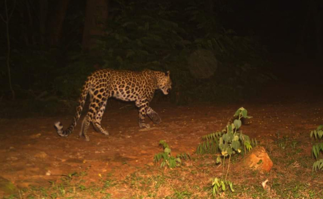 TTD_Leopard.jpg