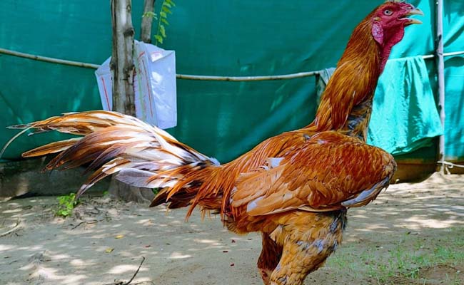 cockfight.jpg