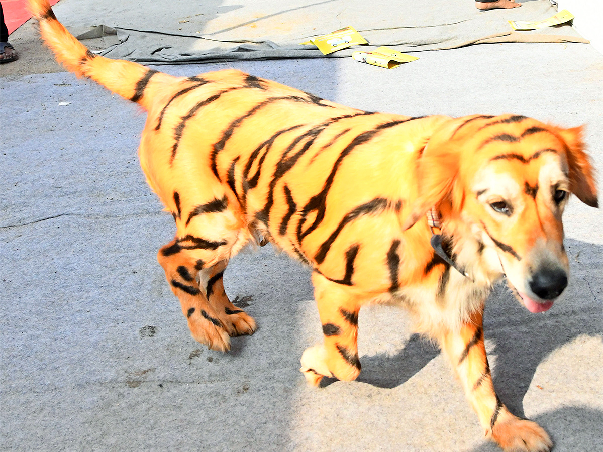 E_20Carnival_20Animal_20Show_20in_20hyderabad-20.jpg 19
