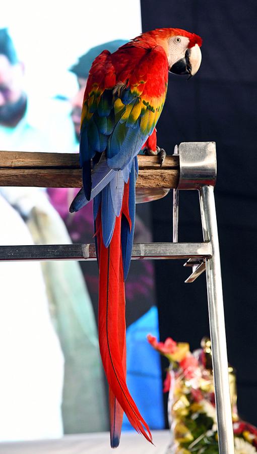 E_20Carnival_20Animal_20Show_20in_20hyderabad-24.jpg 23