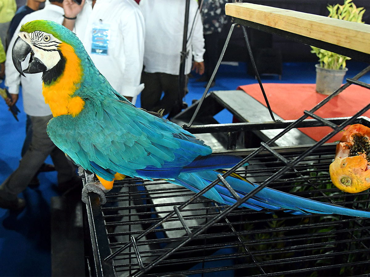E_20Carnival_20Animal_20Show_20in_20hyderabad-6.jpg 6
