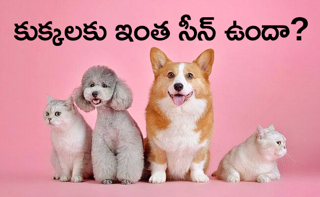 DogAdoption-05.jpg