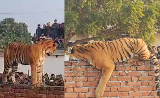 Tiger_On_Wall_Up.jpg