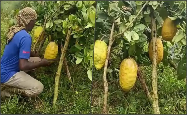 lemon.jpg