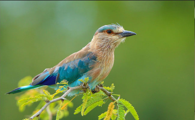 indian-roller.jpg