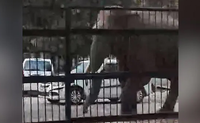 elephant_img.jpg