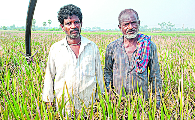 ap.jpg