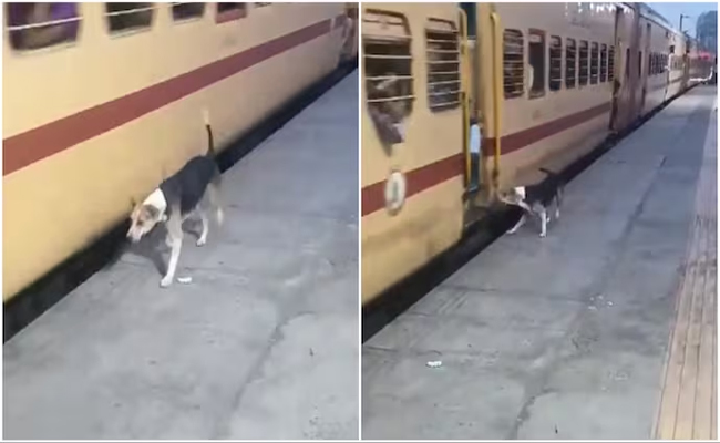 dog.jpg
