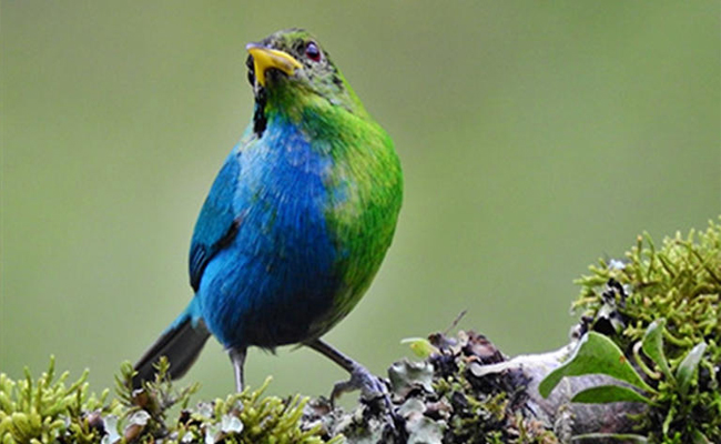Birds1.jpg