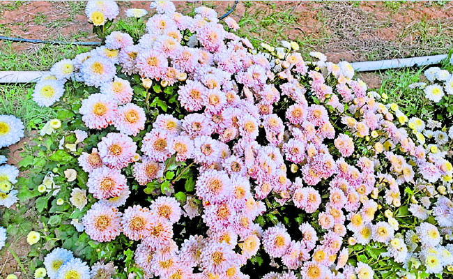 Floral.jpg