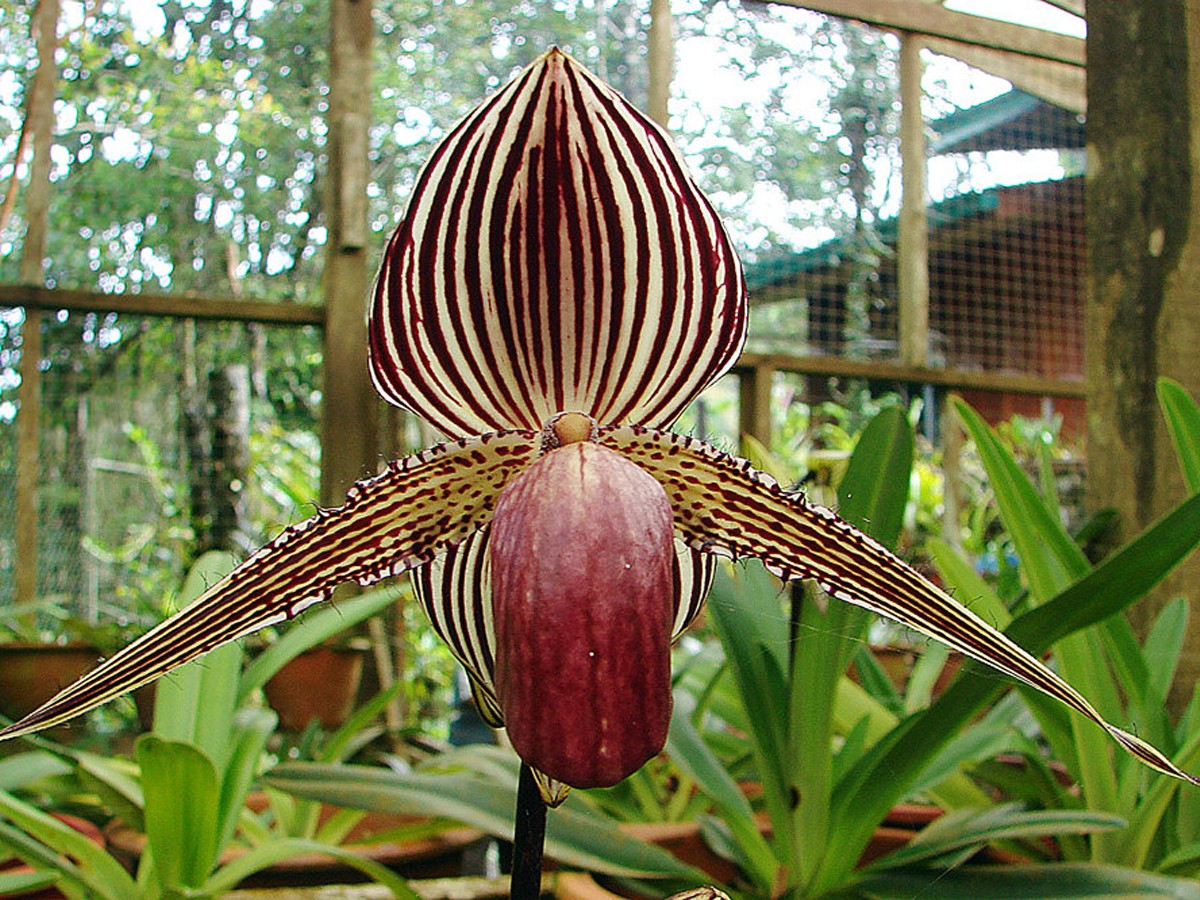 Gold_20of_20Kinabalu_20Orchid_20_281_29.jpg 2