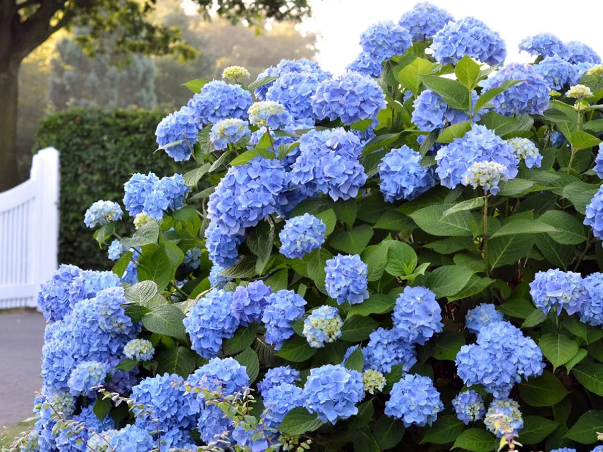 Hydrangea_20_281_29_20_281_29.jpg 4