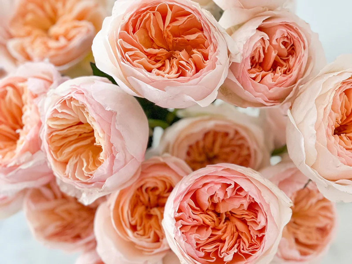 Juliet-rose.jpg 9