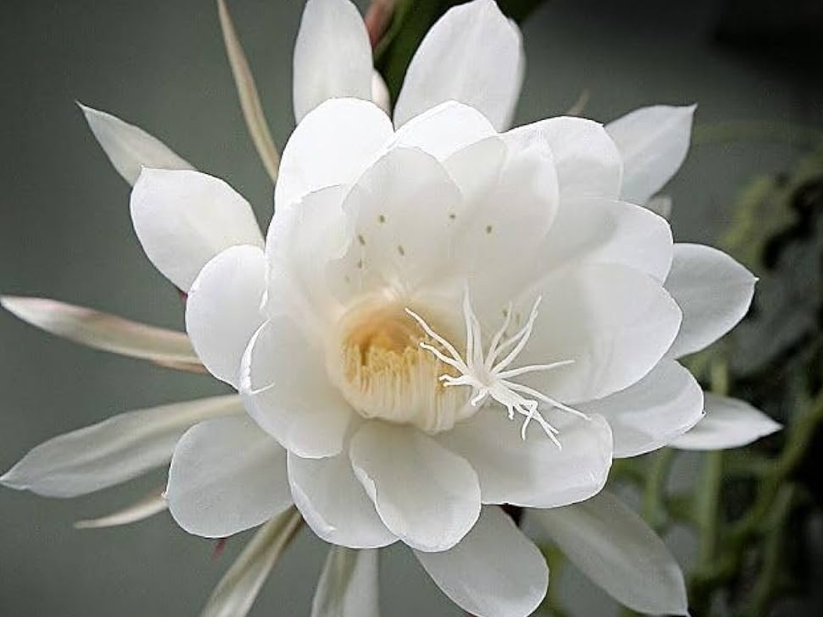 Kadapul_20Flower.jpg 10