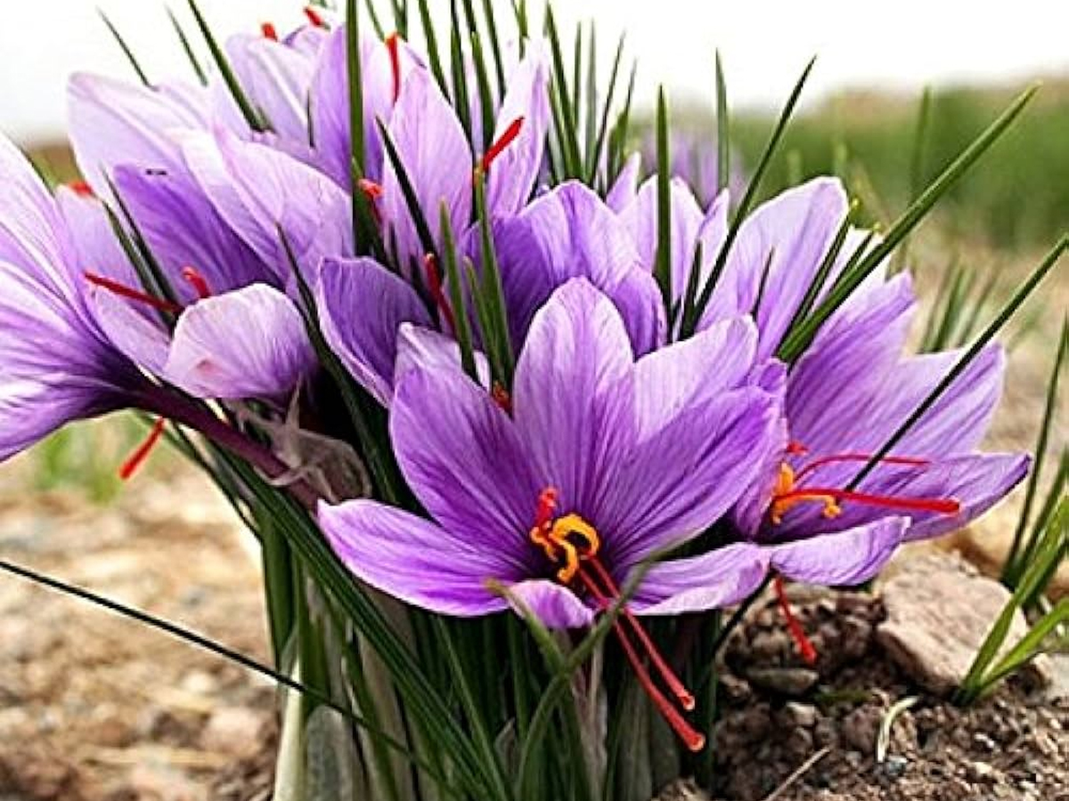 Saffron_20Crocus_20.jpg 7