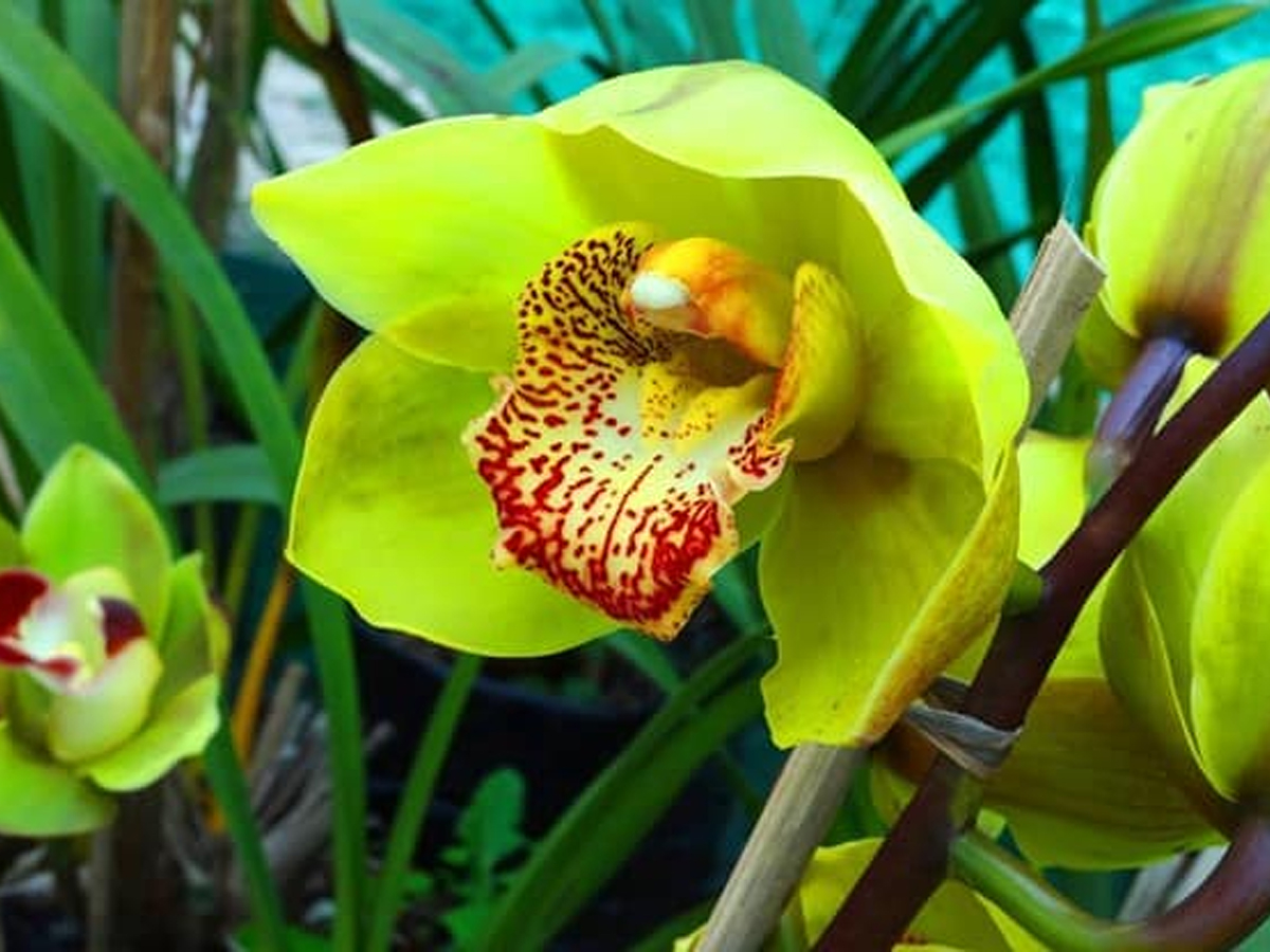 Shenzhen_20Nongke_20Orchid.jpg 8
