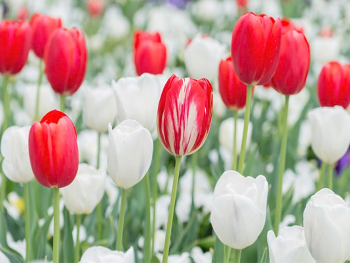 Tulip_20bulb.jpg 6