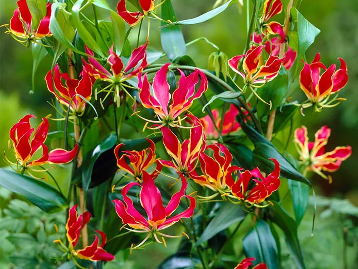 gloriosa_20_281_29.jpg 3