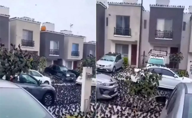 japan-drows.jpg