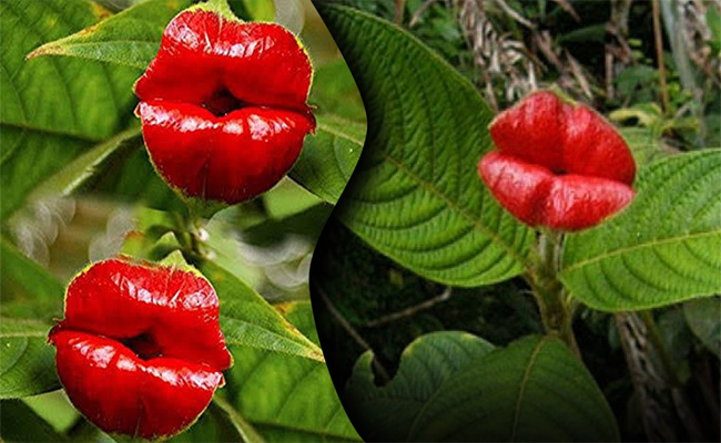 Lips.jpg