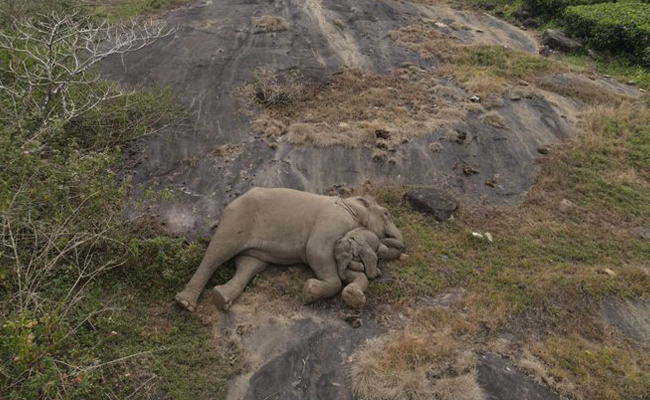 elephant_img.jpg