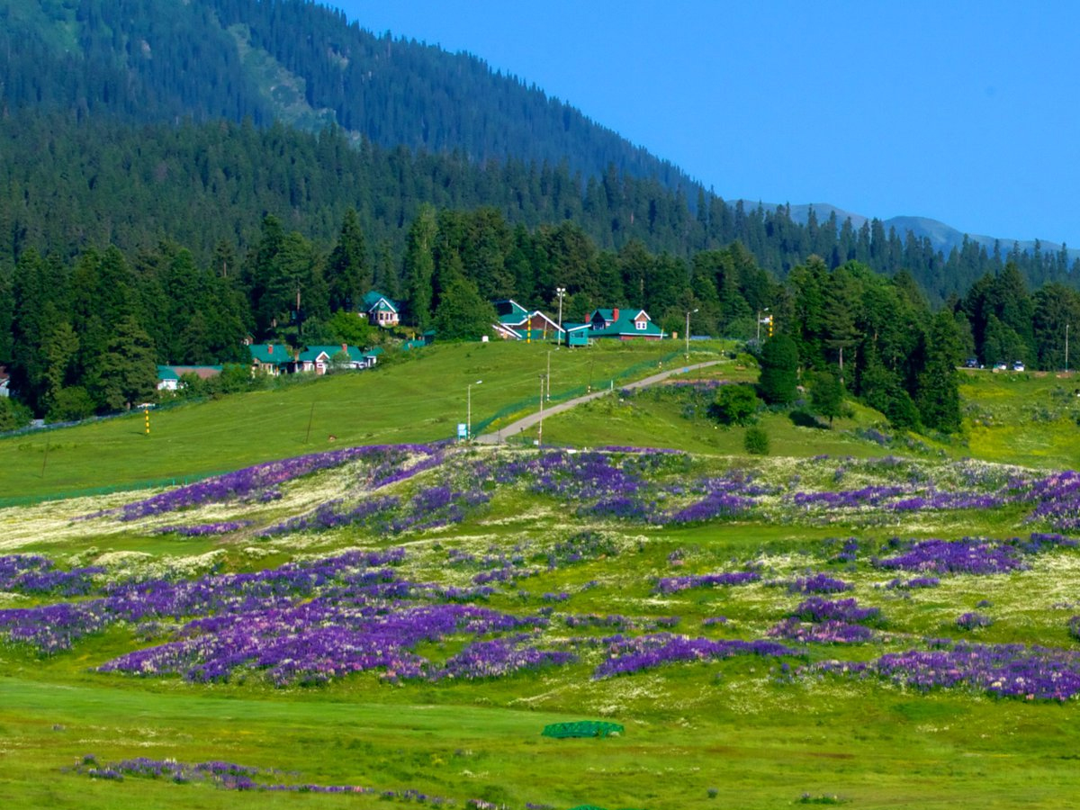 gulmarg.jpg 9