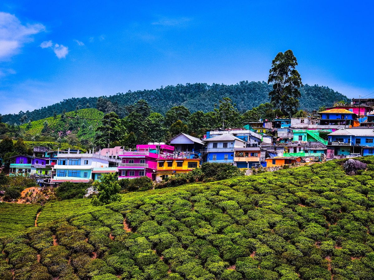 munnar.jpg 4