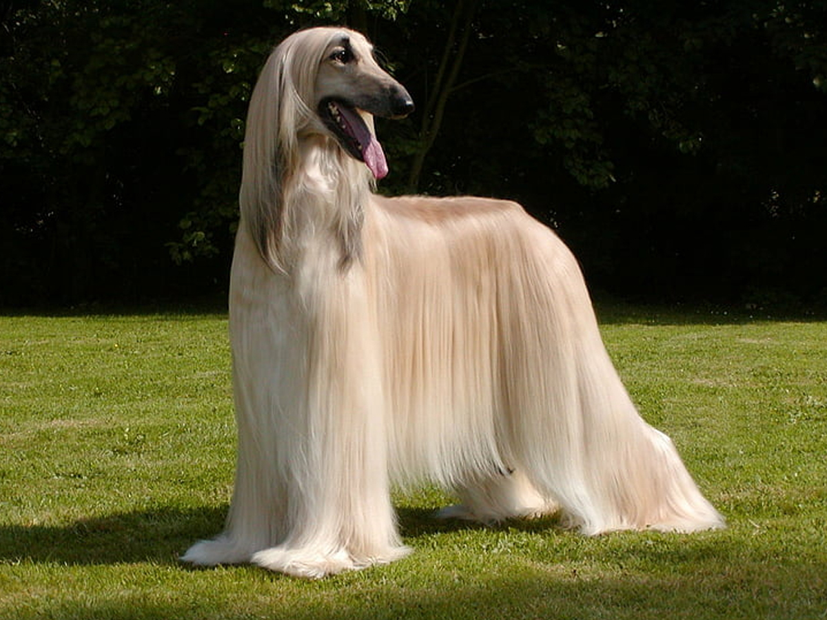 Afghan_20Hound.jpg 11