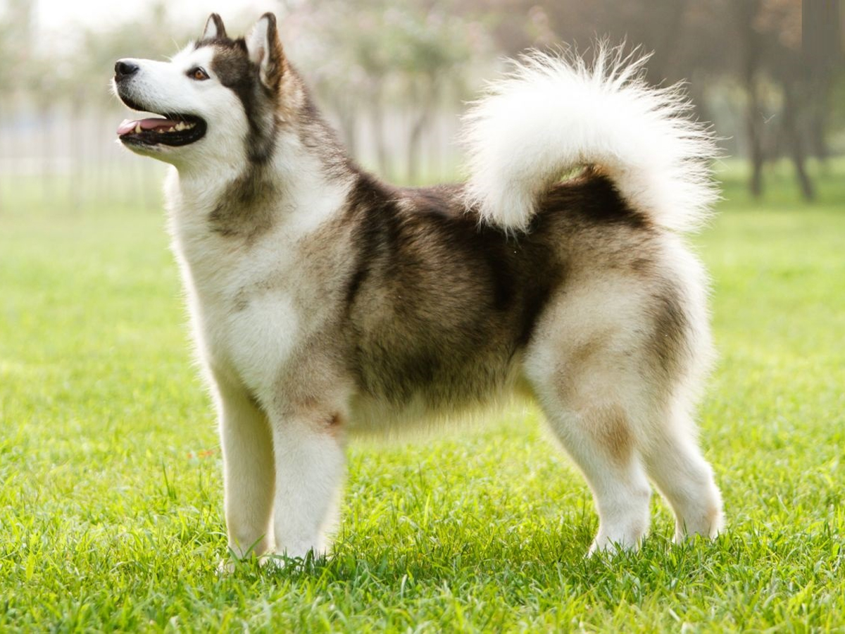 Canadian_20Eskimo_20Dog.jpg 8