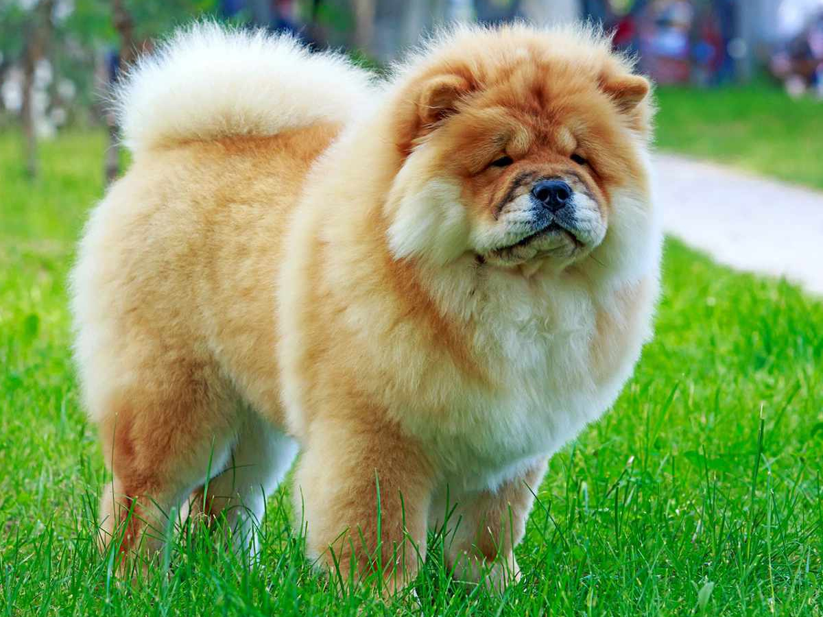 Chow_20Chow.jpg 4