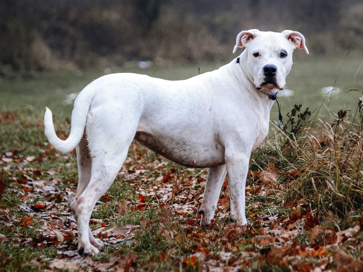 Dogo_20Argentino_20_281_29.jpg 9