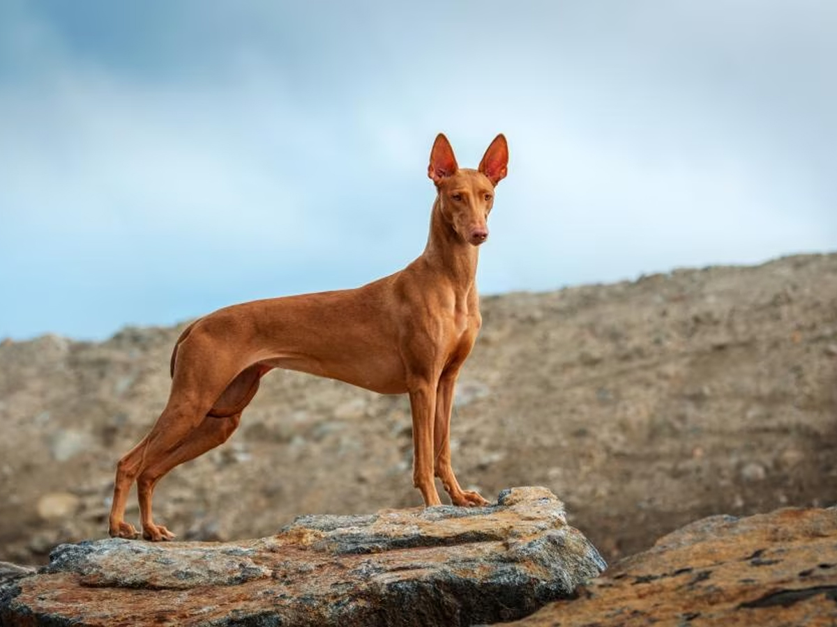 Pharaoh_20Hound.jpg 10